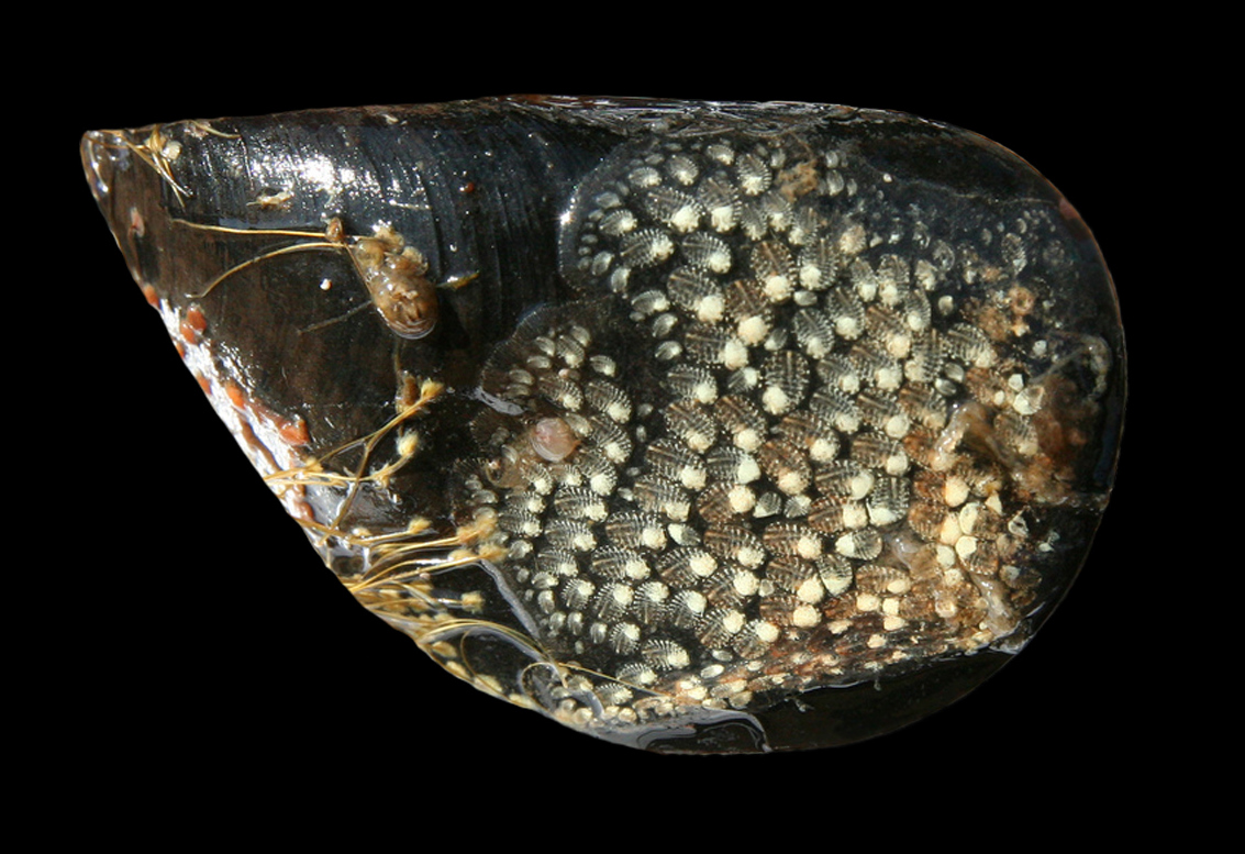 Image of Symplegma reptans